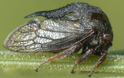Réf. 205 877 : Centrotus cornutus